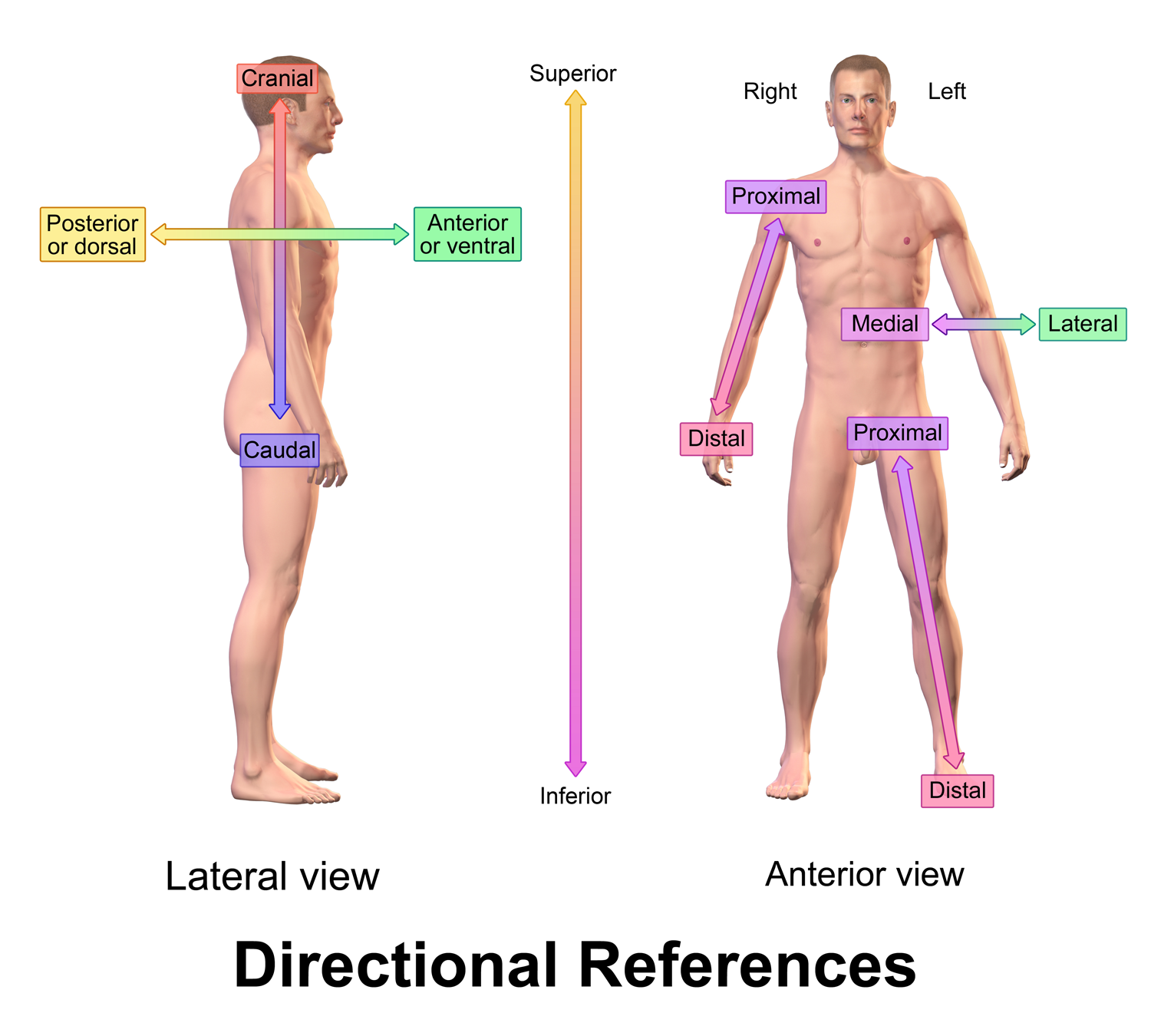 Blausen_0019_AnatomicalDirectionalReferences Blausen_0019_AnatomicalDirectionalReferences
