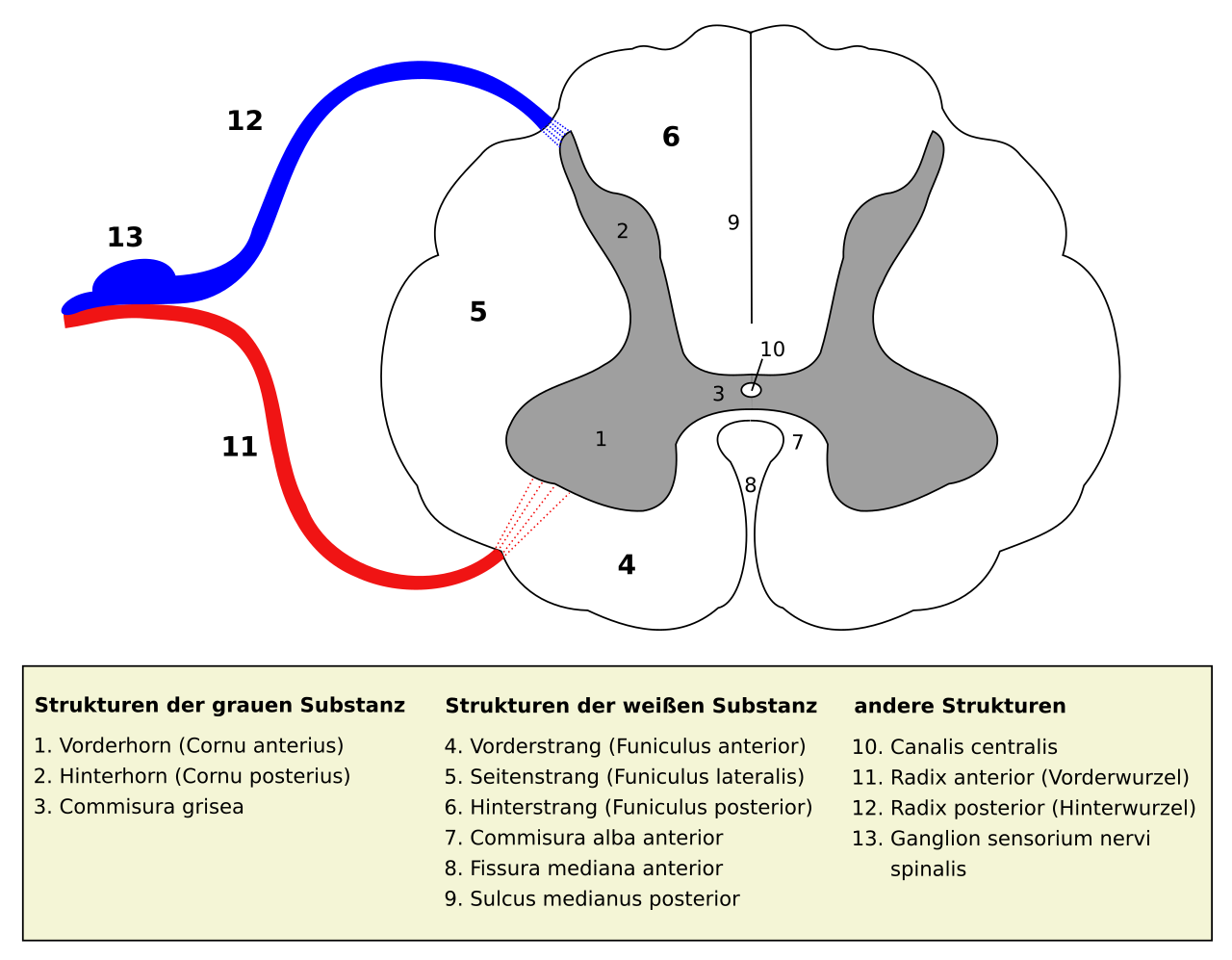 Medulla_spinalis_-_Querschnitt_-_German_and_Latin.svg Medulla_spinalis_-_Querschnitt_-_German_and_Latin.svg