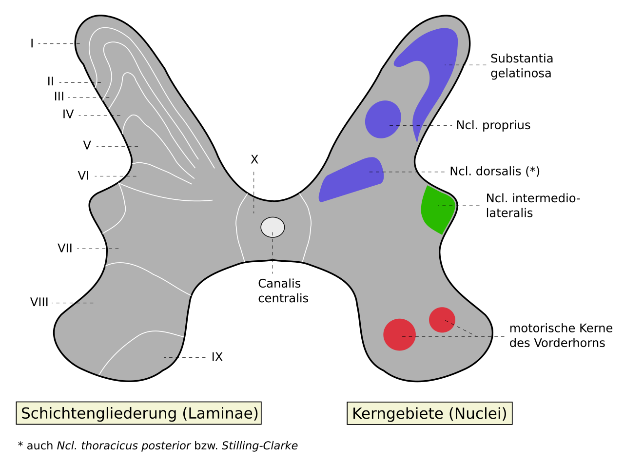 Medulla_spinalis_-_Substantia_grisea_-_German.svg Medulla_spinalis_-_Substantia_grisea_-_German.svg