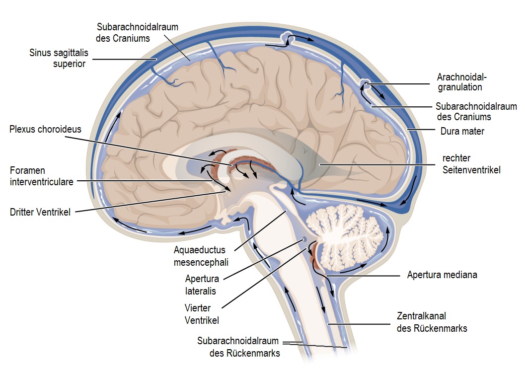 CFS_-_Liquor_cerebro_spinalis_-_circulation CFS_-_Liquor_cerebro_spinalis_-_circulation
