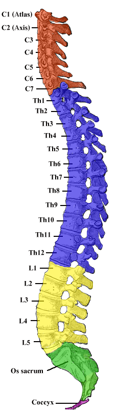 Gray_111_-_Vertebral_column-coloured Gray_111_-_Vertebral_column-coloured