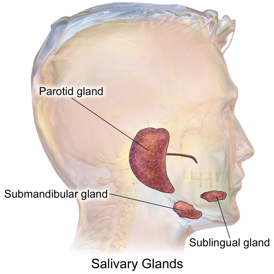 Blausen_0780_SalivaryGlands